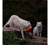 SLVie 08 - Halloween au Zoo de la Boissière