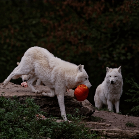 SLVie 08 - Halloween au Zoo de la Boissière