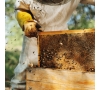 Slvie 05 - Miel et ABeilles