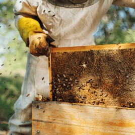 Slvie 05 - Miel et ABeilles