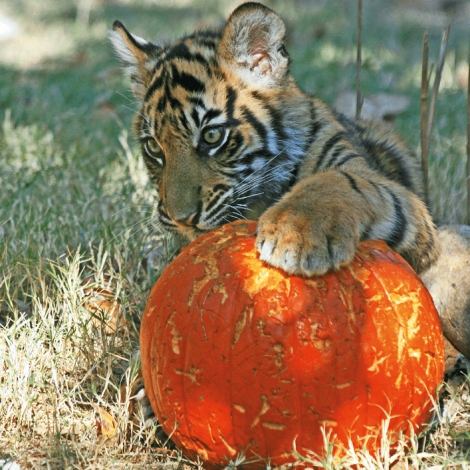 SLVie 08 - Halloween au Zoo de la Boissière