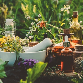 SLVie 13 - Découverte des Plantes Sauvages