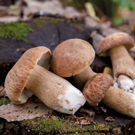 SLVie 16 - Sortie champignons