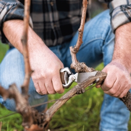 Slvie 10 - Immersion dans le vignoble