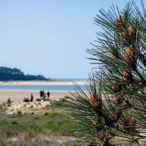 Slvie 05 - Découverte de la nature olonnaise