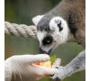 Slvie 13 - Instants privilèges au zoo