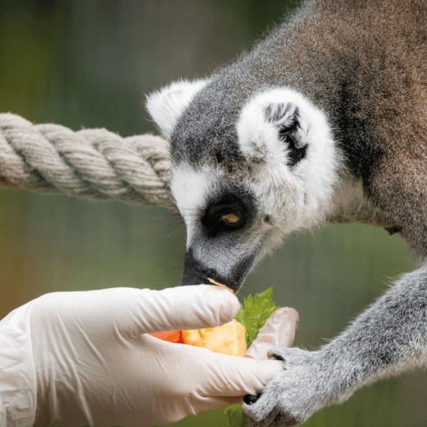 Slvie 13 - Instants privilèges au zoo