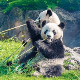 Slvie 15 - Week-end à Beauval