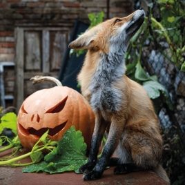 Slvie 08 - Halloween au zoo