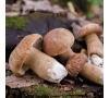 SLVie 16 - Sortie champignons